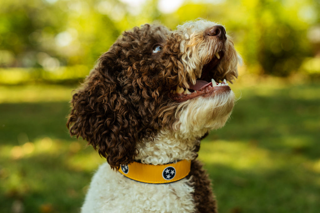  Tennessee Volunteers Ribbon Dog Collar - Medium : Pet Supplies